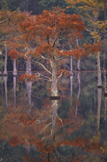 Reflect Prints: N. A. USA, Georgia, George Smith State Park. Cypress trees, fall reflections
