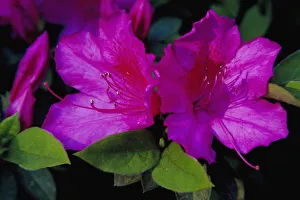N. A. USA, Georgia, Savannah. Azalea in bloom