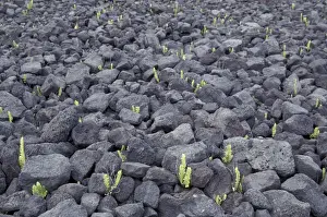 Seedling Prints: N. A. USA, Hawaii, Big Island Fern sprouts poke through rocky A a lava