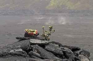 Images Dated 4th November 2003: N. A. USA, Hawaii, Big Island, Hawaii Volcanoes Nat l Park Wreath of Ohi a Iehua