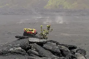 Crater Prints: N. A. USA, Hawaii, Big Island, Hawaii Volcanoes Nat l Park Wreath of Ohi a Iehua