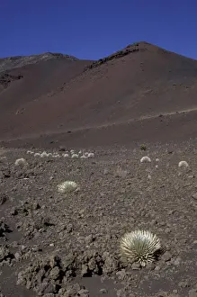 Crater Prints: N. A. USA, Hawaii, Maui, Haleakala Nat l Park Rare Ahinahina (silversword)