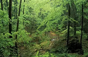 Images Dated 16th March 2004: N. A. USA, Kentucky, Big South Fork National River and Recreation area