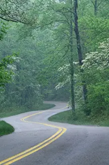 Winding Road Prints: N. A. USA, Kentucky, Daniel Boone National Forest Road through forest in spring