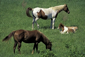 Animal Behavior Prints: N. A. USA, Kentucky, Jessamine Co. Mother horse and foals on property owned by