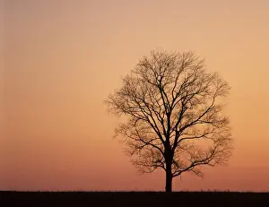 Lexington Prints: N. A. USA, Kentucky, Lexington Single tree on ridge at sunset