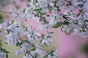 Cherry Blossom Prints: N. A. USA, Kentucky, Louisville Weeping cherry tree blossoms