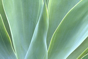 Images Dated 31st March 2004: N. A. USA, Maui, Hawaii. Agave plant