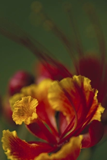 Images Dated 6th April 2004: N. A. USA, Maui, Hawaii. Blossom of the Poinciana tree