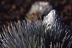 Images Dated 31st March 2004: N. A. USA, Maui, Hawaii. Silversword plant in Haleakala National Park