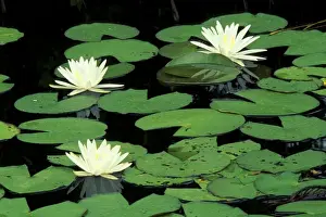 Images Dated 2004 January: N. A. USA, North Carolina, Green Swamp Ecological Reserve Fragrant waterlilys