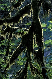 Images Dated 16th March 2004: N. A. USA, Oregon, Columbia River Gorge National Scenic Area Moss-draped branch