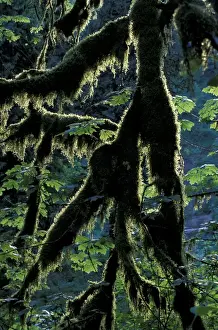 Leavenworth Prints: N. A. USA, Oregon, Columbia River Gorge National Scenic Area Moss-draped branch