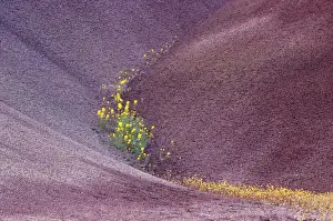 Images Dated 31st March 2004: N. A. USA, Oregon, John Day Fossil Beds National Monument. Painted Hills with Chenactis