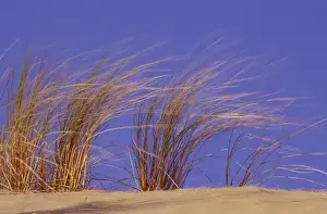 Images Dated 16th March 2004: N. A. USA, Oregon, Oregon Dunes National Monument Dune grass blowing in the wind