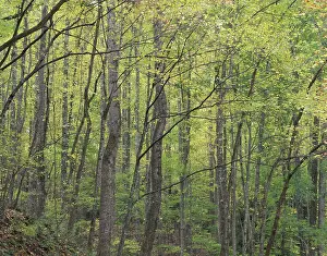 N. A. USA, Tennessee. Great Smokey Mountains National Park. Autumn foliage and trees