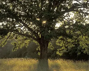 Oak Tree Prints: N. A. USA, Tennessee, Great Smoky Mountains National Park, Cades Cove