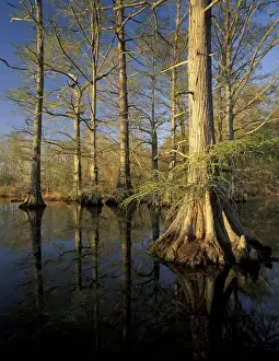 Images Dated 9th June 2010: N. A. USA, Tennessee. Reelfoot National Wildlife Refuge. Baldcypress trees at sunset