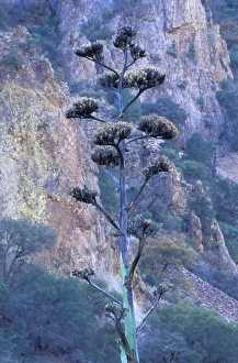 Images Dated 14th April 2004: N. A. USA, Texas. Big Bend National Park. Agave (Century plant)