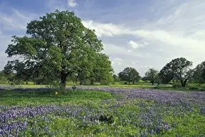 N. A, USA, Texas, Lake Buchanan, Oaks and Blue Bonnets