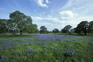 Images Dated 16th January 2004: N. A, USA, Texas, Lake Buchanan, Oaks and Blue Bonnets