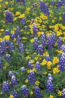Images Dated 16th January 2004: N. A. USA, Texas, Marble Falls Bluebonnets and Greenthread