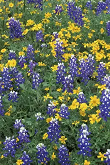 Images Dated 2004 January: N. A. USA, Texas, Marble Falls Bluebonnets and Greenthread
