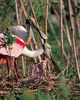 Images Dated 14th December 2005: N. A. USA, Texas, South Texas Roseate Spoonbill - Ajaia ajaja