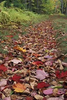 Images Dated 2004 January: N. A. USA, Vermont, Green Mountain National Forest Autumn leaves in automobile