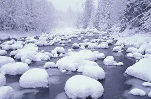Winter Wonderland Prints: N. A. USA, Washington, Cascade Mountains, Fresh snow along Denny Creek