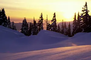 Images Dated 8th March 2004: N. A. USA, Washington, Mt. Rainier Nat l Park Sunset at Paradise, view