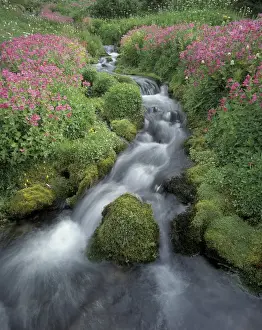 Images Dated 21st January 2014: N. A. USA, Washington, Mt. Rainier National Park Pink monkey flower next to mountain