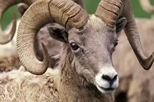 Images Dated 14th April 2004: N. A. USA, Washington, Northwest Trek wildlife park, Eatonville. Bighorn sheep