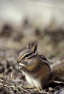 Squirrel Prints: N. A. USA, Washington, Okanogan County, Methow valley. Ground squirrel