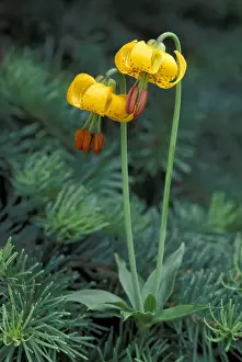 Images Dated 28th January 2004: N. A, USA, Washington, Olympic Nat l Park Columbia Tiger Lilys
