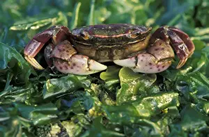 Images Dated 28th January 2004: N. A, USA, Washington, Olympic Nat l Park Purple Shore Crab, Tongue Point