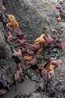 Prints of N.A. USA, Washington, Olympic National Park, Sea Stars and Sea Anemones at low tide, Second Beach Images Dated 2003 October: N. A. USA, Washington, Olympic Nat l Park Sea Stars and Sea Anemones at low tide