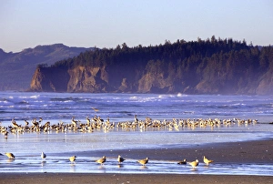 Water Bird Prints: N. A. USA, Washington, Olympic NP, Shishi Beach