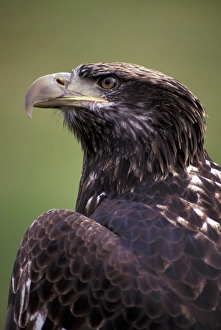 N. A. USA, Washington, Seattle. Woodland Park Zoo. Immature bald eagle (Haliaeetus