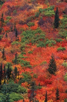 N. A. USA, Washington, Wenatchee National Forest, Stevens Pass, Autumn Color