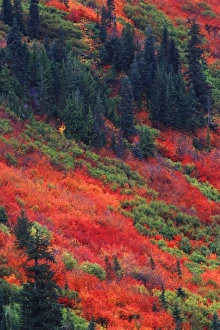 Images Dated 17th February 2010: N. A. USA, Washington, Wenatchee National Forest, Stevens Pass, Autumn Color