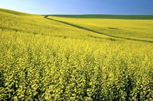 Images Dated 15th March 2004: N. A. USA, Washington, Whitman County. Tracks running thru Canola fields
