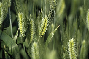Images Dated 15th March 2004: N. A. USA, Washington, Whitman County. Closeup of wheat stalks