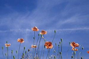 Images Dated 15th March 2004: N. A. USA, Washington, Whitman County. Fire poppies by the roadside
