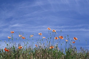 N. A. USA, Washington, Whitman County. Fire poppies by the roadside