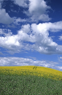 N. A. USA, Washington, Whitman County. Canola fields in the Palouse