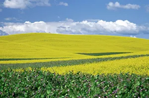 Images Dated 15th March 2004: N. A. USA, Washington, Whitman County. Canola fields in the Palouse