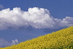 Images Dated 15th March 2004: N. A. USA, Washington, Whitman County. Canola fields in the Palouse