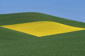 Images Dated 4th December 2009: N. A. USA, Washington, Whitman County. Patterns of canola and wheatfields in the Palouse