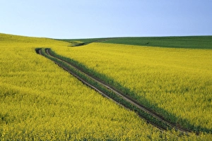 Images Dated 15th March 2004: N. A. USA, Washington, Whitman County. Tracks running thru Canola fields